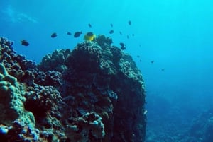 Maui : Visite semi-privée de l'Eco-Raft Lanai avec plongée en apnée et observation des dauphins