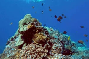 Maui : Visite semi-privée de l'Eco-Raft Lanai avec plongée en apnée et observation des dauphins