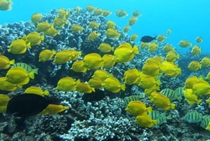 Maui : Visite semi-privée de l'Eco-Raft Lanai avec plongée en apnée et observation des dauphins