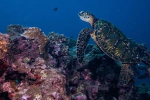 Maui: mergulho em pequenos grupos com tubarões e tartarugas para mergulhadores certificados