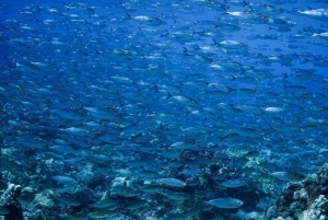 Maui: Small Group Shark and Turtle Dive for Certified Divers
