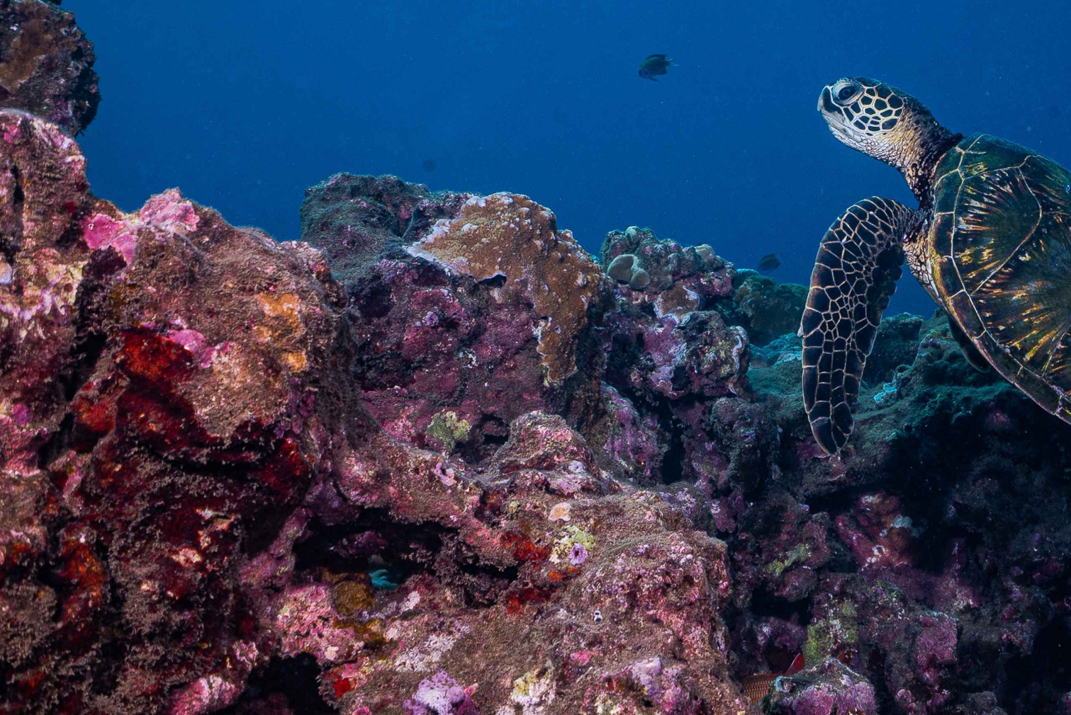 Maui: Duiken met een kleine groep haaien en schildpadden vanaf de kust