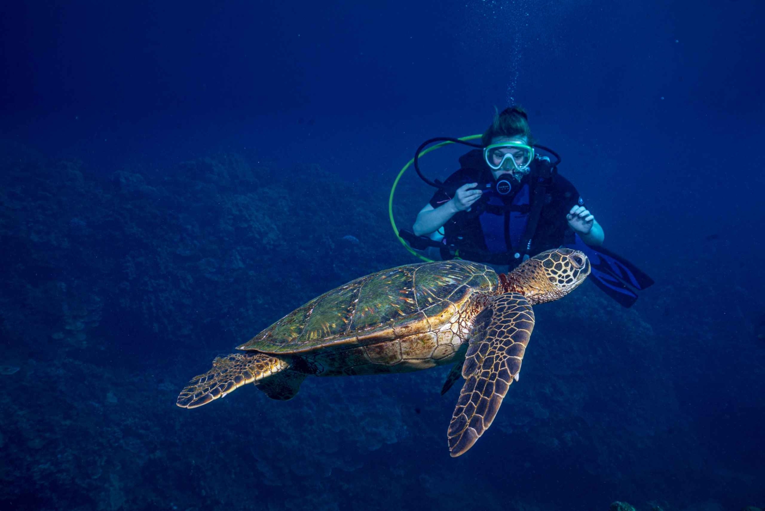 Maui: Duiken met een kleine groep haaien en schildpadden vanaf de kust