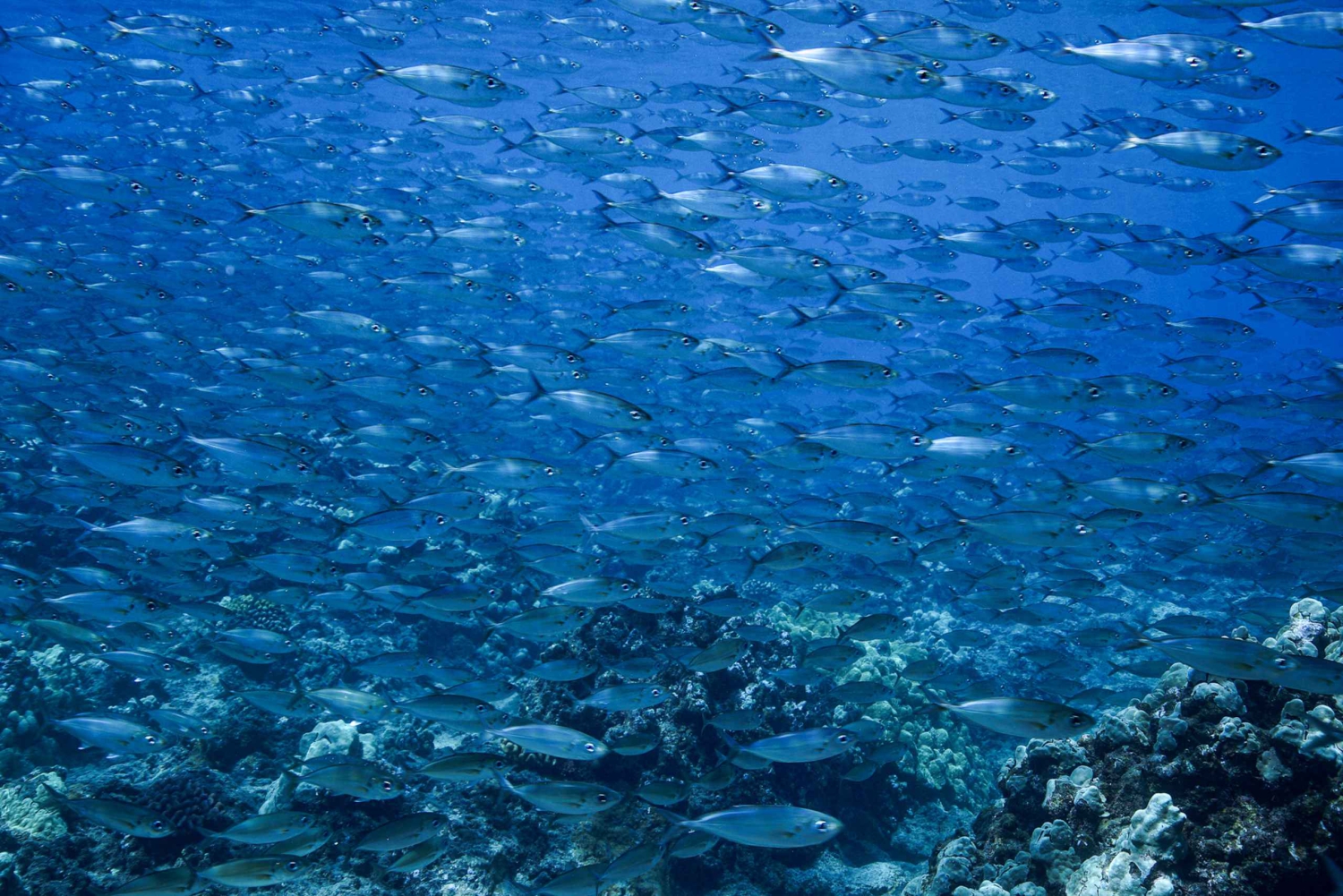 Maui: Duiken met een kleine groep haaien en schildpadden vanaf de kust