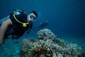 Maui: Duiken met een kleine groep haaien en schildpadden vanaf de kust