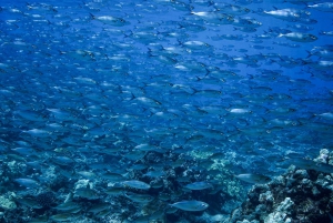 Maui: Duiken met een kleine groep haaien en schildpadden vanaf de kust