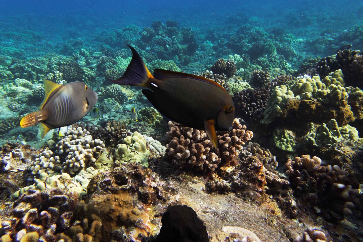 Maui: Nurkowanie z rurką i rejs o zachodzie słońca ze zjeżdżalnią wodną