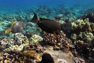 Maui: Snorkel and Sunset Sail with Water Slide