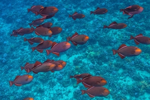 Maui: Nurkowanie z rurką i rejs o zachodzie słońca ze zjeżdżalnią wodną