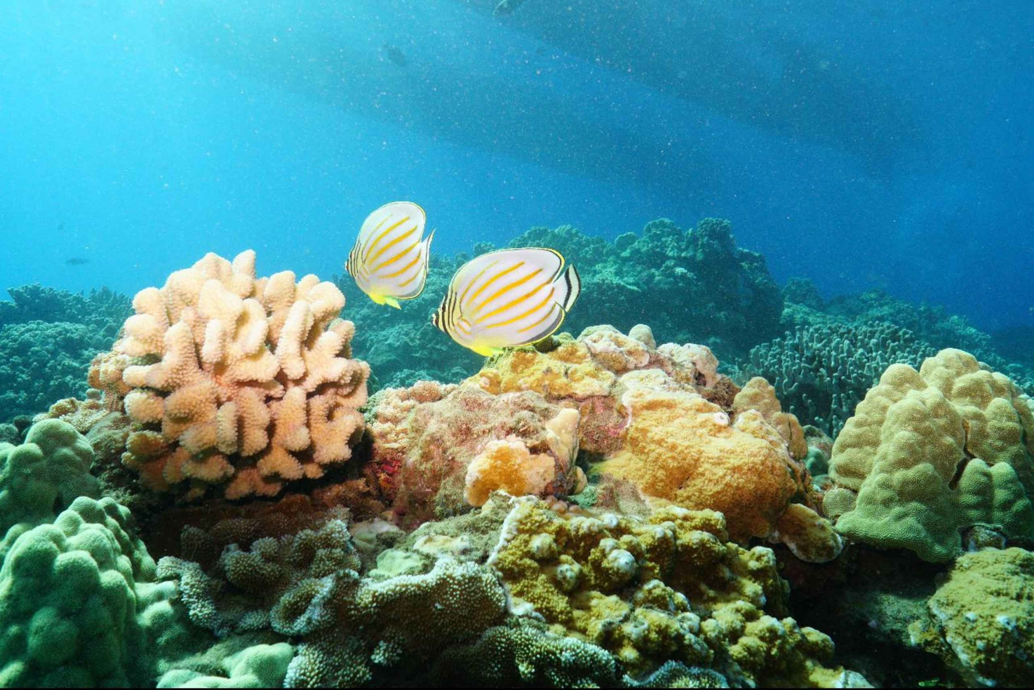 Maui: Snorkkelikierros korallipuutarhaan