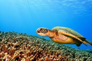 Maui: Snorkeltur til korallhavene