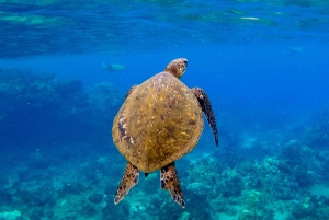 South Maui: Snorkeling Tour for Non-Swimmers in Kihei