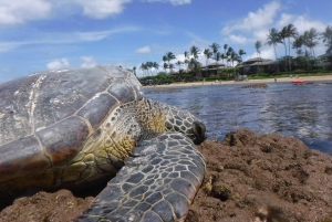 Maui: tour di snorkeling con attrezzatura e istruttore