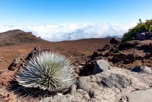 Maui: Soloppgang og frokosttur til Haleakala nasjonalpark
