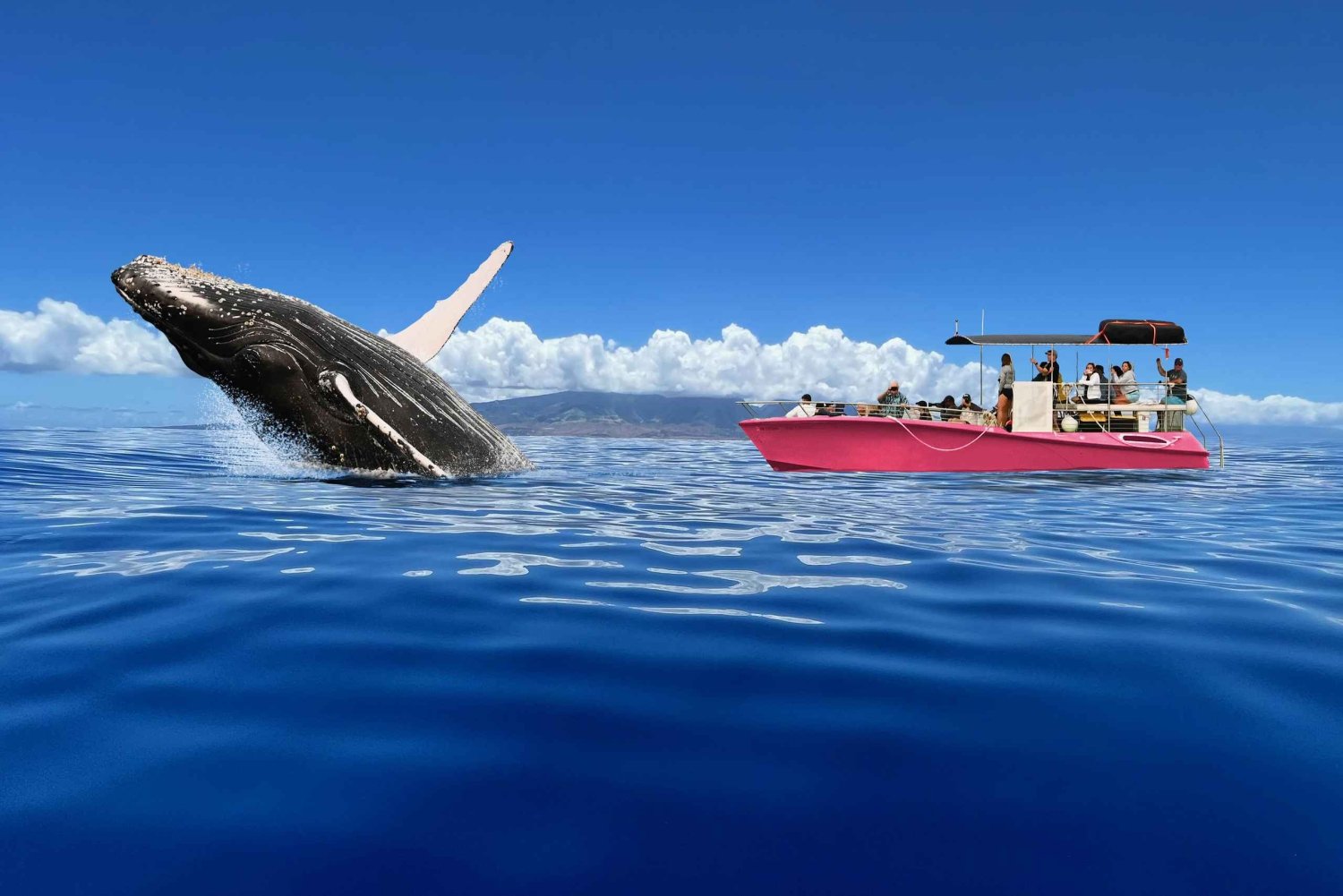 Maui: Hvalsafari ved soloppgang
