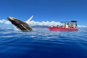 Мауи: Наблюдение за китами на восходе солнца