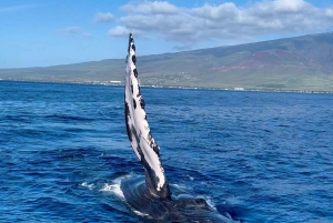 Мауи: Наблюдение за китами на восходе солнца