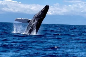 Мауи: Наблюдение за китами на восходе солнца