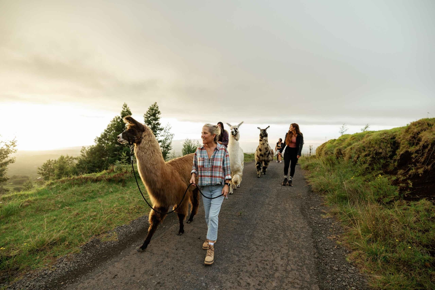 Maui: trekking con i lama al tramonto sull'Haleakalā