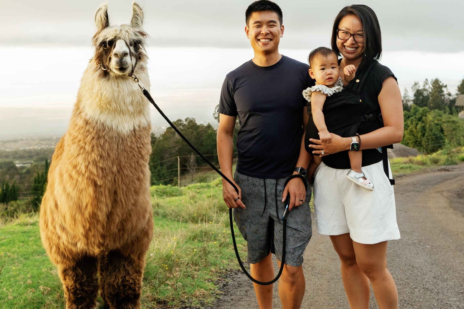 Maui: trekking con i lama al tramonto sull'Haleakalā