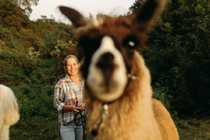 Maui: Sunset Llama Trek on Haleakala