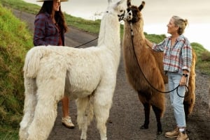 Maui: Sunset Llama Trek on Haleakala