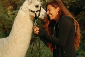 Maui: Sunset Llama Trek on Haleakala