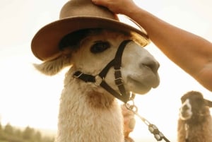 Maui: Sunset Llama Trek on Haleakala