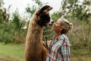 Maui: Sunset Llama Trek on Haleakala