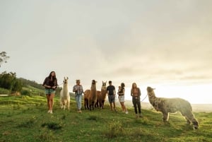 Maui: Sunset Llama Trek on Haleakala