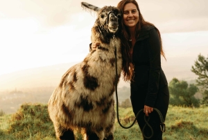 Maui: trekking con i lama al tramonto sull'Haleakalā