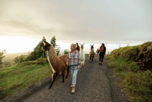 Maui: trekking con i lama al tramonto sull'Haleakalā