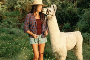 Maui: trekking con i lama al tramonto sull'Haleakalā