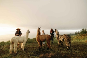 Maui: trekking con i lama al tramonto sull'Haleakalā