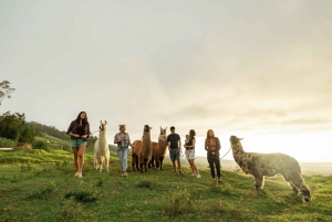 Maui: trekking con i lama al tramonto sull'Haleakalā