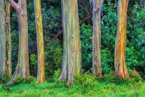 ماوي: جولة المغامرة المطلقة من الطريق إلى هانا بالمقلاع