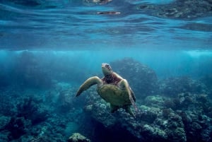 Maui: Kajak en snorkeltour door Turtle Town