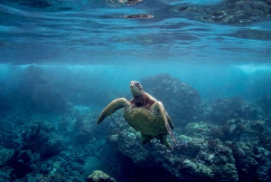 Maui: Turtle Town Kayak and Snorkel Tour