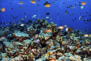 Maui: Turtle Town Kayak and Snorkel Tour