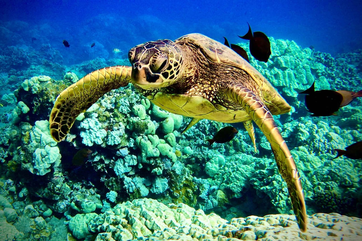 Maui: Snorklingstur i Turtle Town med en marinbiolog