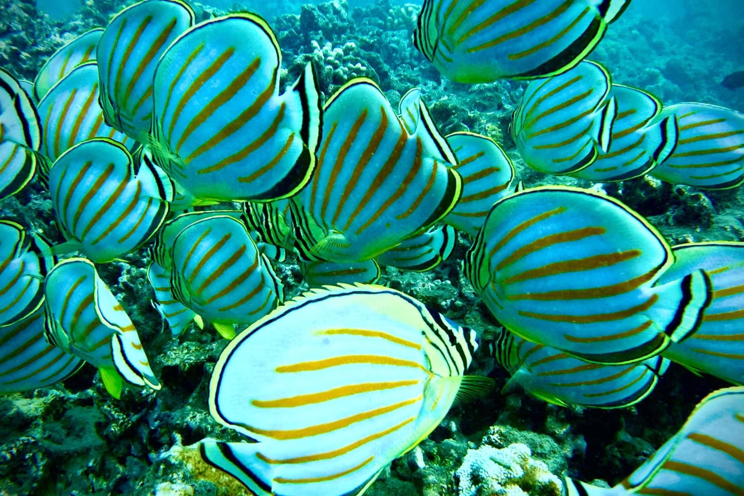 Maui: Snorklingstur i Turtle Town med en marinbiolog