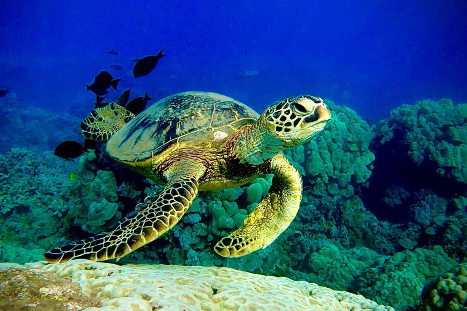 Maui: Snorklingstur i Turtle Town med en marinbiolog