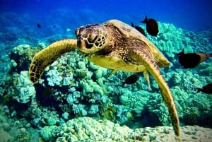 Maui: Snorklingstur i Turtle Town med en marinbiolog
