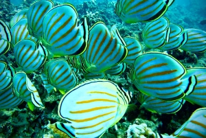 Maui: Snorklingstur i Turtle Town med en marinbiolog