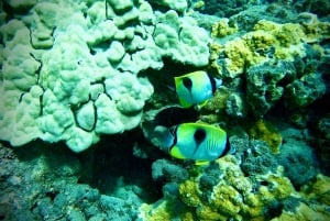 Maui: Snorklingstur i Turtle Town med en marinbiolog