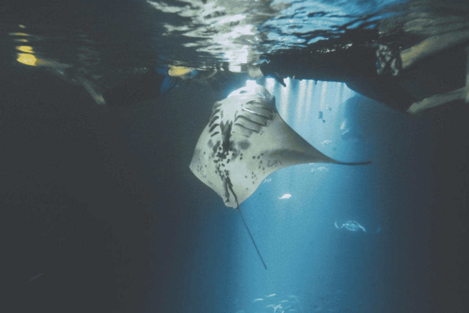 Maui: Turtle Town Sunset Glow Schnorcheln mit optionalem Foto