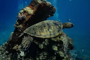 Maui: Turtle Town Sunset Glow Snorkel With Optional Photo