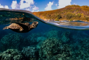 Maui: Turtle Town Sunset Glow Schnorcheln mit optionalem Foto