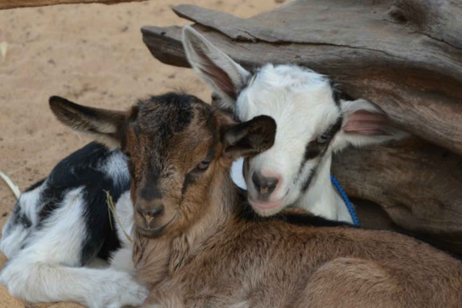 goat farm tour maui