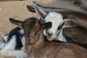 Maui: Upcountry Goat Farm Tour